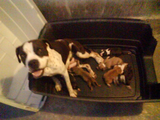 en esta foto sale la chata con su cachorros en esta foto sale la chata con su cachorros